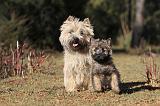 CAIRN TERRIER 340